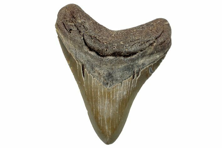 Fossil Megalodon Tooth - North Carolina #258067